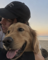 golden retriever · Max