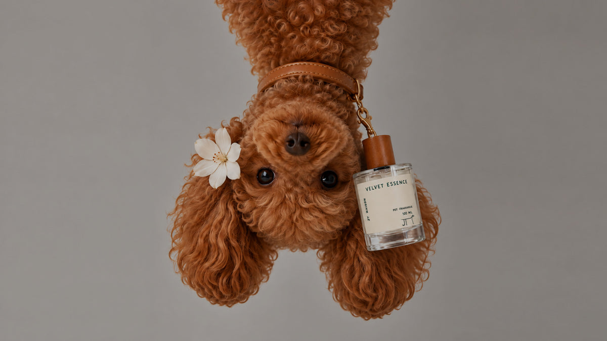 Velvet Essence de JT Maison, perfume para perros.